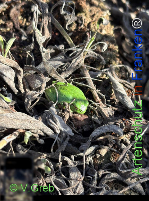 Bild zum Eintrag (1136734-160)