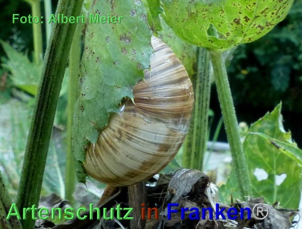 Bild zum Eintrag (1136856-160)