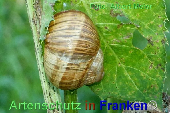 Bild zum Eintrag (1136858-160)