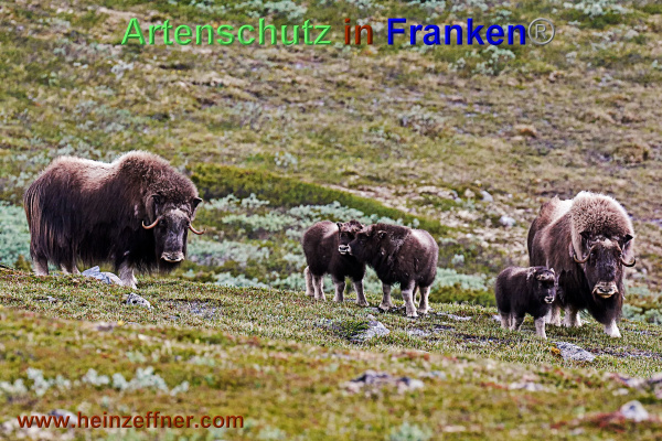 Bild zum Eintrag (1136861-160)