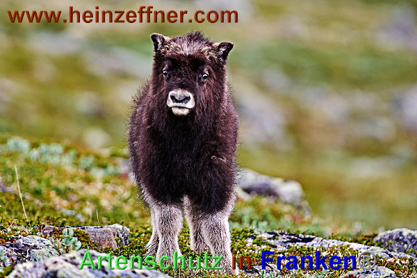 Bild zum Eintrag (1136863-160)