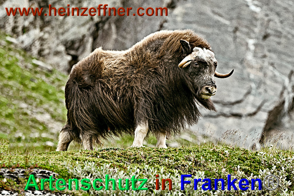 Bild zum Eintrag (1136865-160)