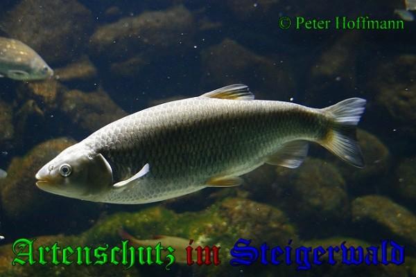 Bild zum Eintrag (1136912-160)