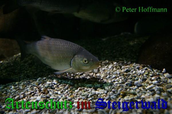 Bild zum Eintrag (1136914-160)