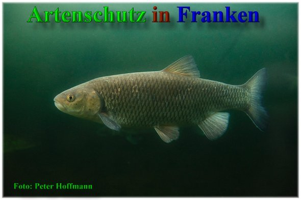 Bild zum Eintrag (1136915-160)