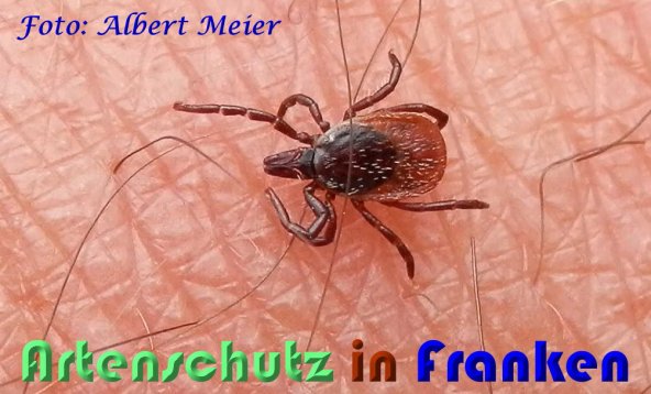 Bild zum Eintrag (1136919-160)