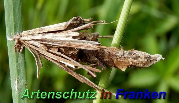 Bild zum Eintrag (1137078-160)