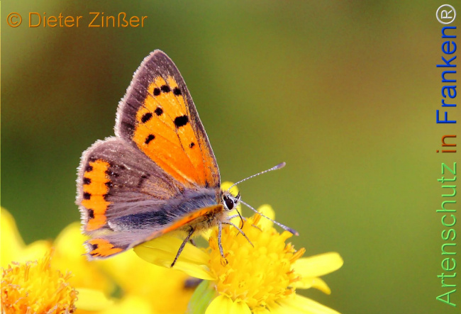 Bild zum Eintrag (1137226-160)