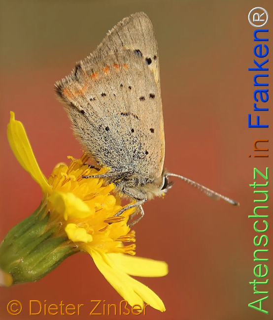 Bild zum Eintrag (1137227-160)