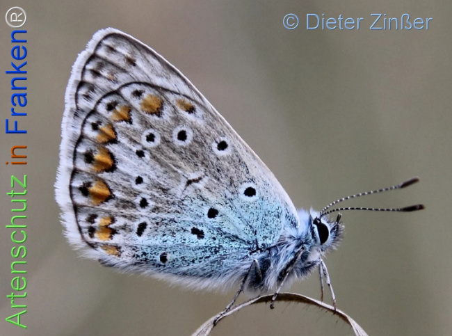 Bild zum Eintrag (1137243-160)