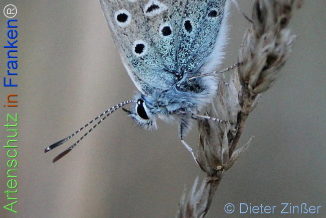 Bild zum Eintrag (1137244-160)