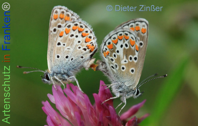 Bild zum Eintrag (1137245-160)