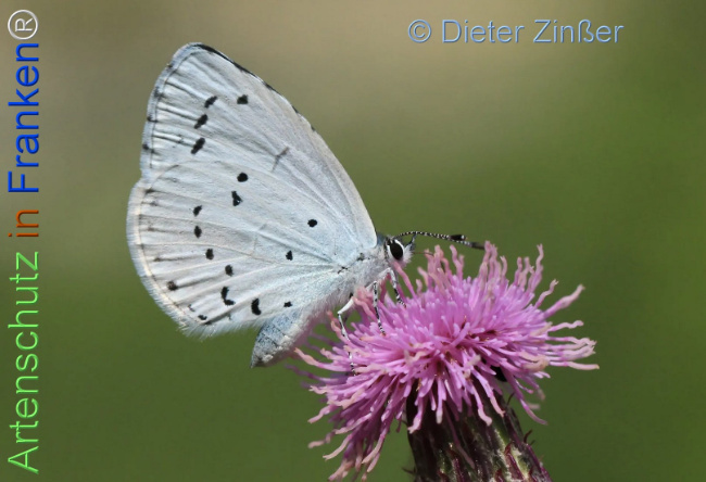 Bild zum Eintrag (1137246-160)