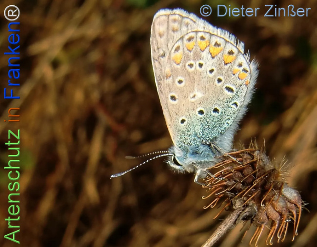 Bild zum Eintrag (1137248-160)