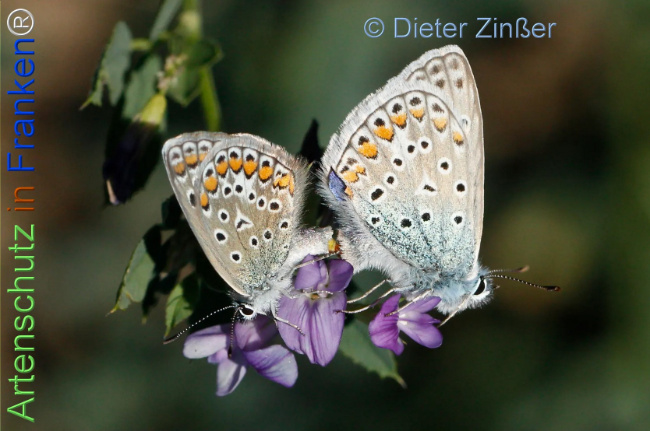 Bild zum Eintrag (1137249-160)