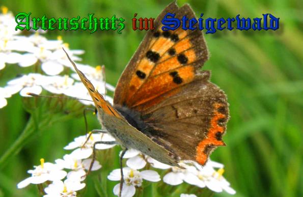 Bild zum Eintrag (1137264-160)