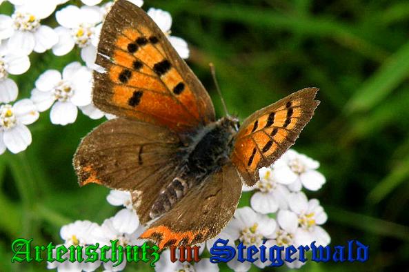 Bild zum Eintrag (1137265-160)