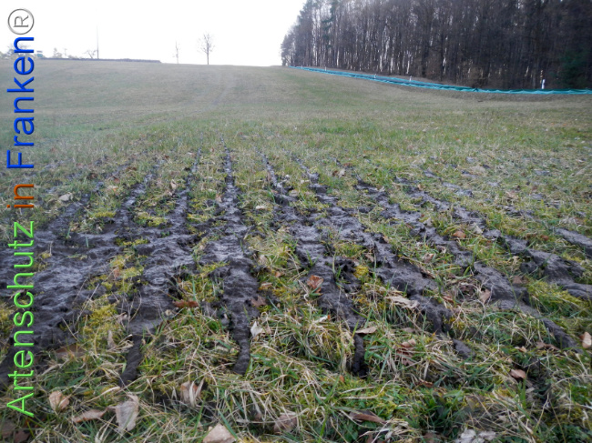 Bild zum Eintrag (1137297-160)