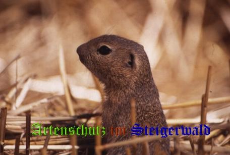 Bild zum Eintrag (1137332-160)