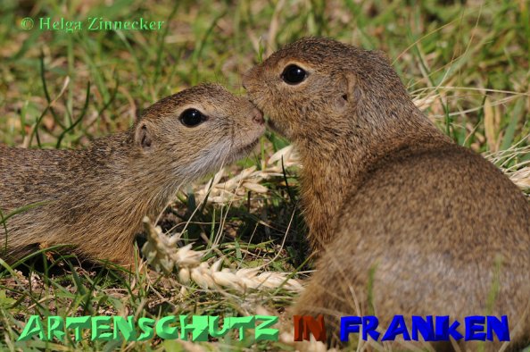 Bild zum Eintrag (1137336-160)