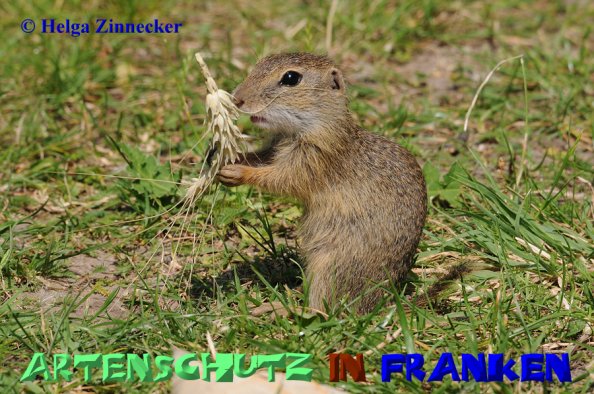 Bild zum Eintrag (1137337-160)