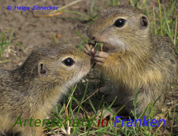 Bild zum Eintrag (1137341-160)