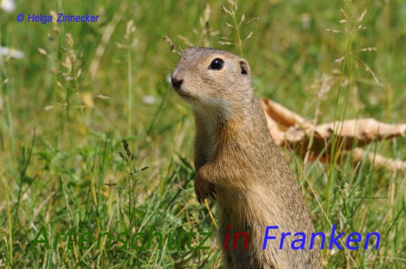 Bild zum Eintrag (1137343-160)