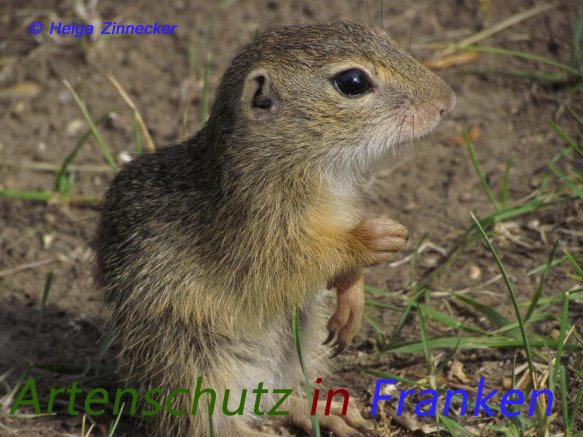 Bild zum Eintrag (1137344-160)