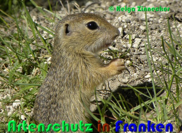 Bild zum Eintrag (1137345-160)