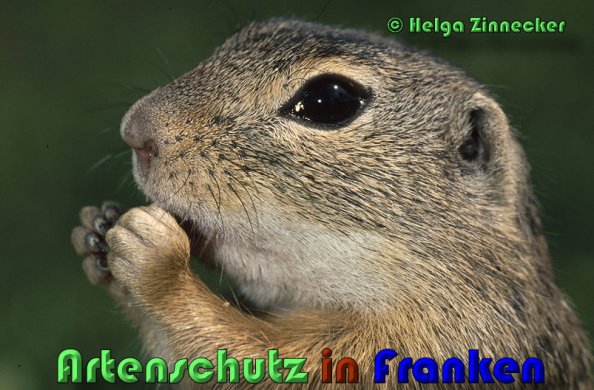 Bild zum Eintrag (1137347-160)