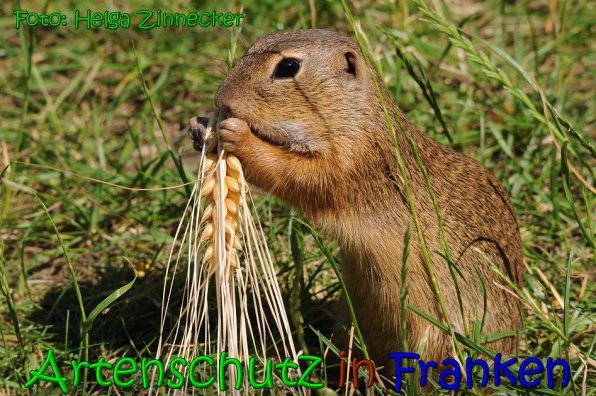 Bild zum Eintrag (1137348-160)