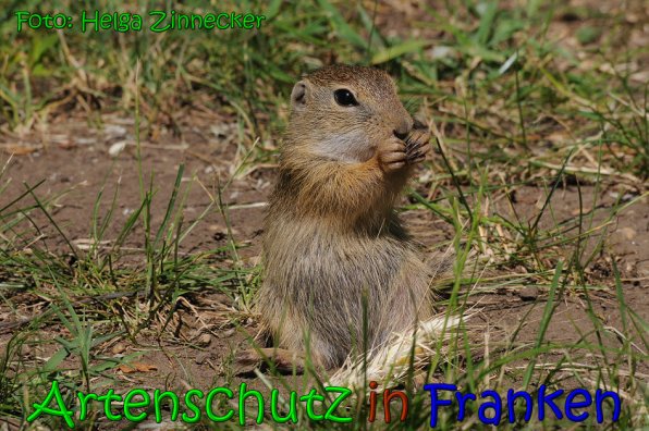 Bild zum Eintrag (1137351-160)