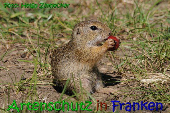 Bild zum Eintrag (1137352-160)