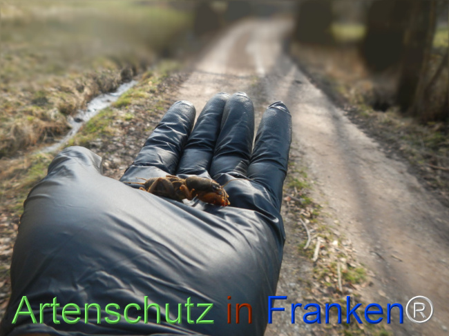 Bild zum Eintrag (1137360-160)