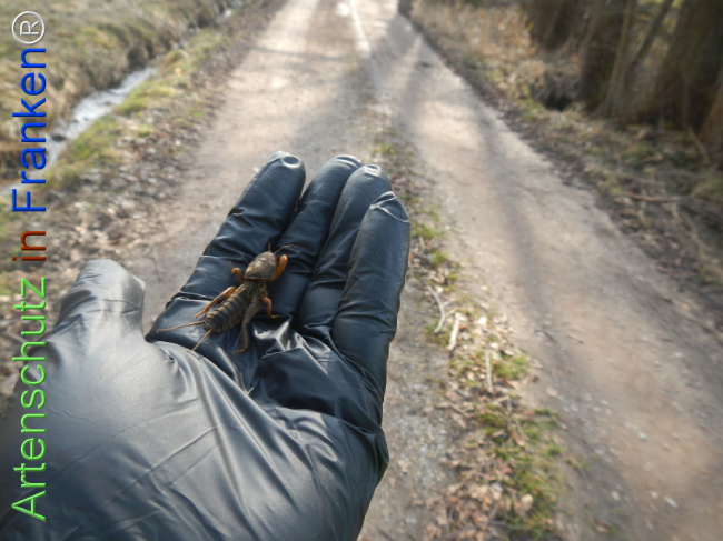 Bild zum Eintrag (1137361-160)