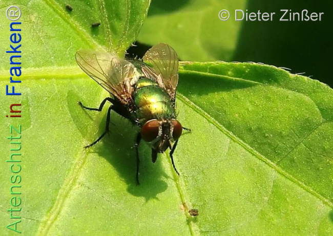 Bild zum Eintrag (1137426-160)