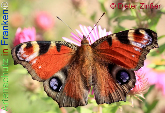 Bild zum Eintrag (1137459-160)