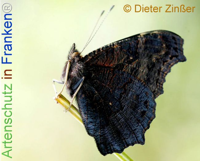 Bild zum Eintrag (1137461-160)