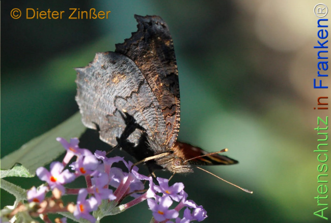 Bild zum Eintrag (1137462-160)