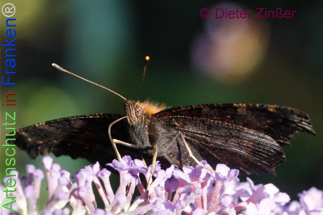 Bild zum Eintrag (1137463-160)