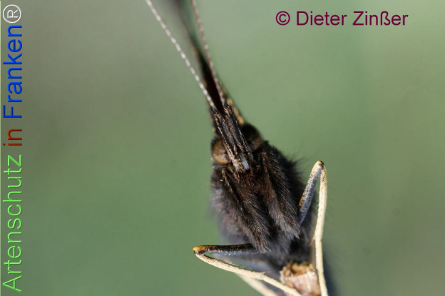 Bild zum Eintrag (1137464-160)