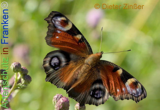 Bild zum Eintrag (1137469-160)