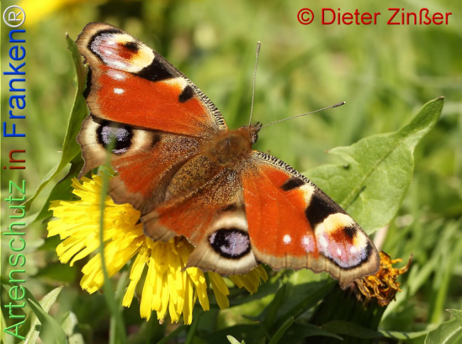 Bild zum Eintrag (1137470-160)