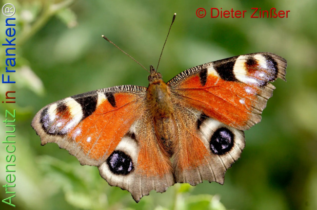 Bild zum Eintrag (1137471-160)