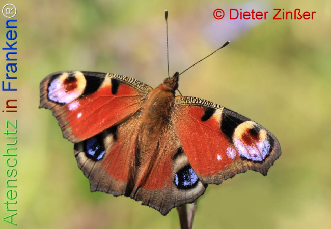 Bild zum Eintrag (1137472-160)