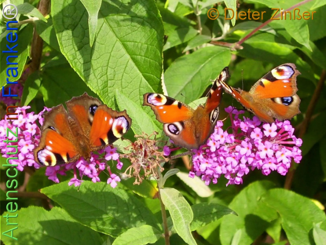 Bild zum Eintrag (1137473-160)