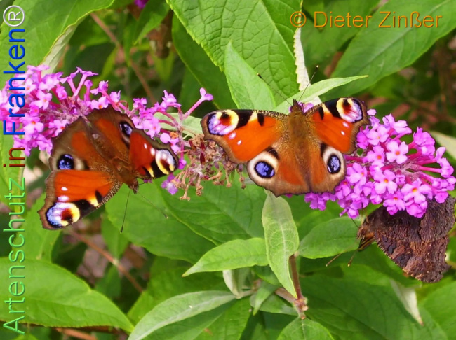 Bild zum Eintrag (1137474-160)