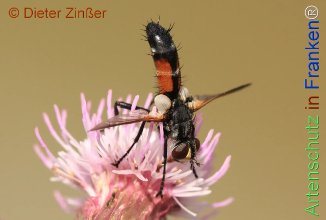 Bild zum Eintrag (1137518-160)