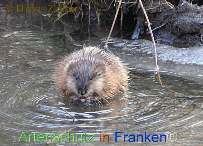 Bild zum Eintrag (1137549-160)