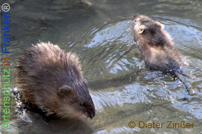 Bild zum Eintrag (1137552-160)